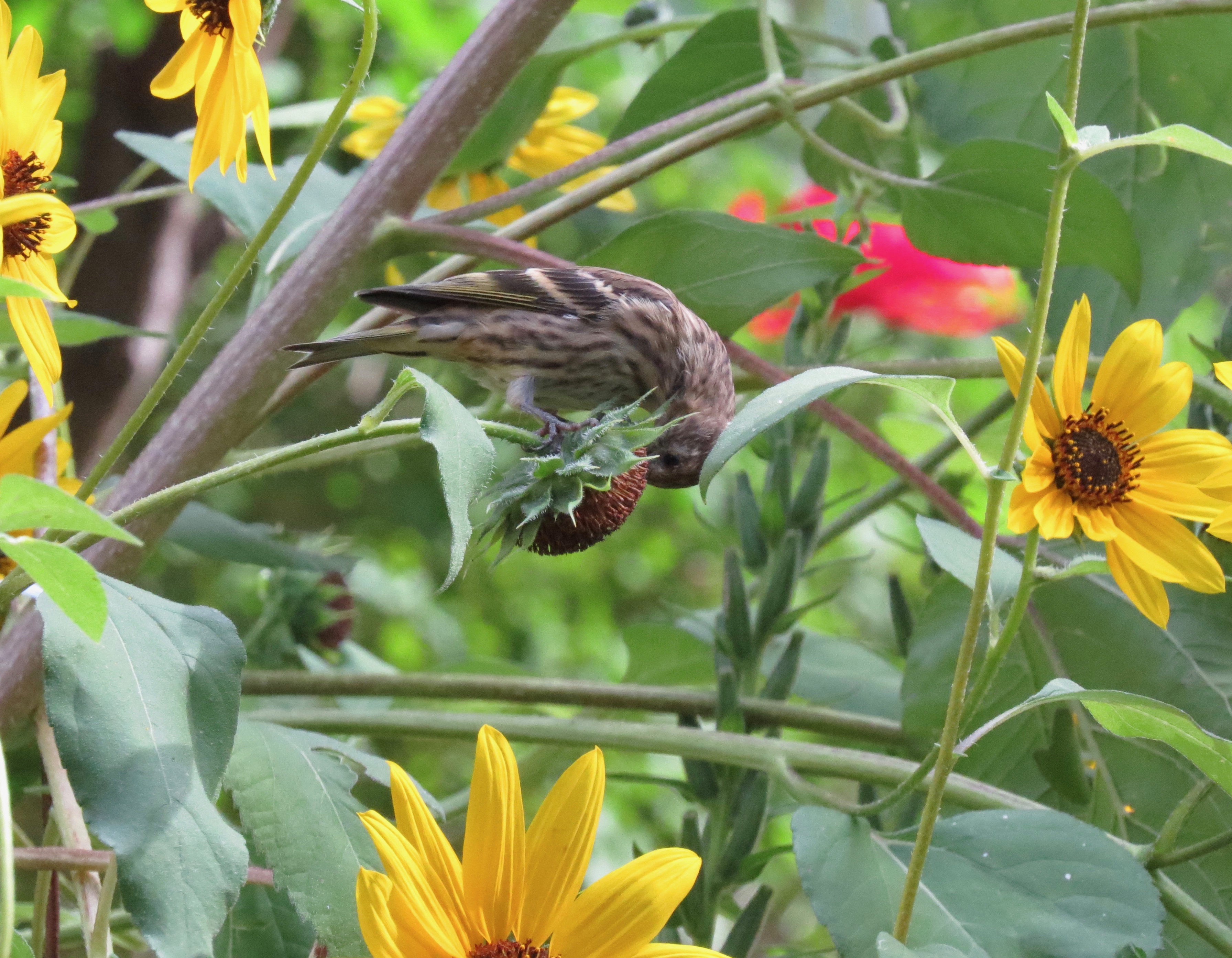 pine siskin on sunflowers-september 2019