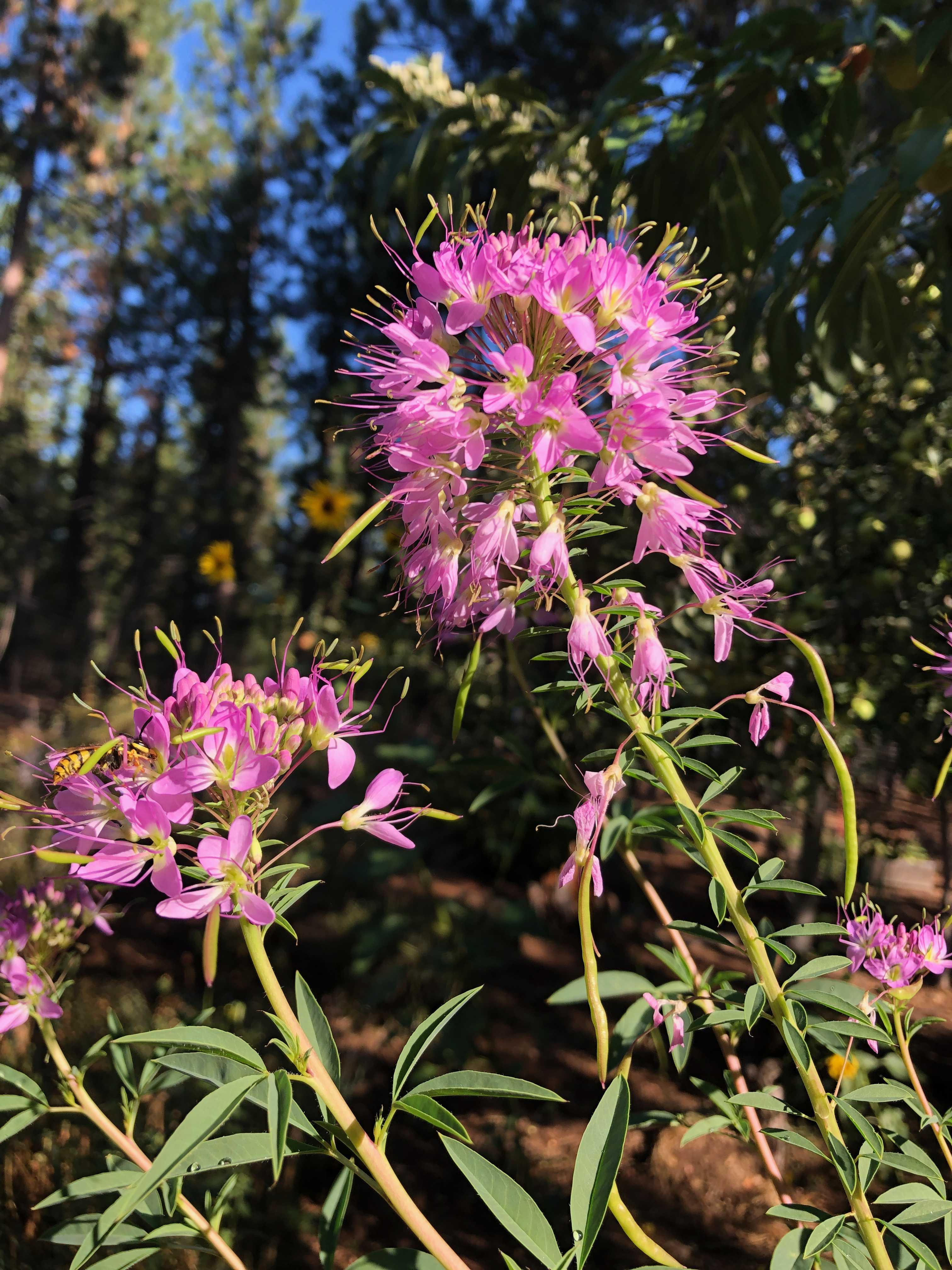Rocky Mountain Bee Plant with yellow jacket Aug 2019.jpg