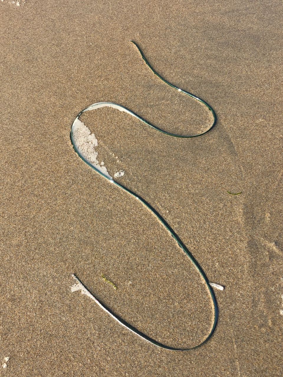 snake shape seaweed