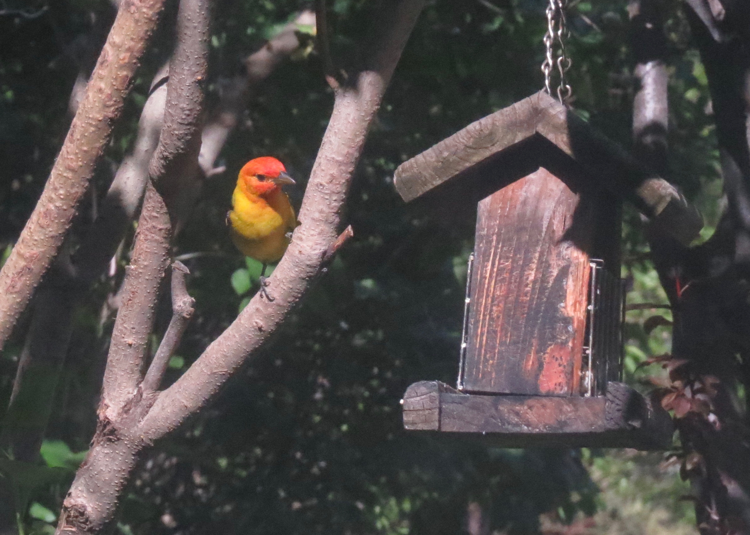 western tanager yard May 2019