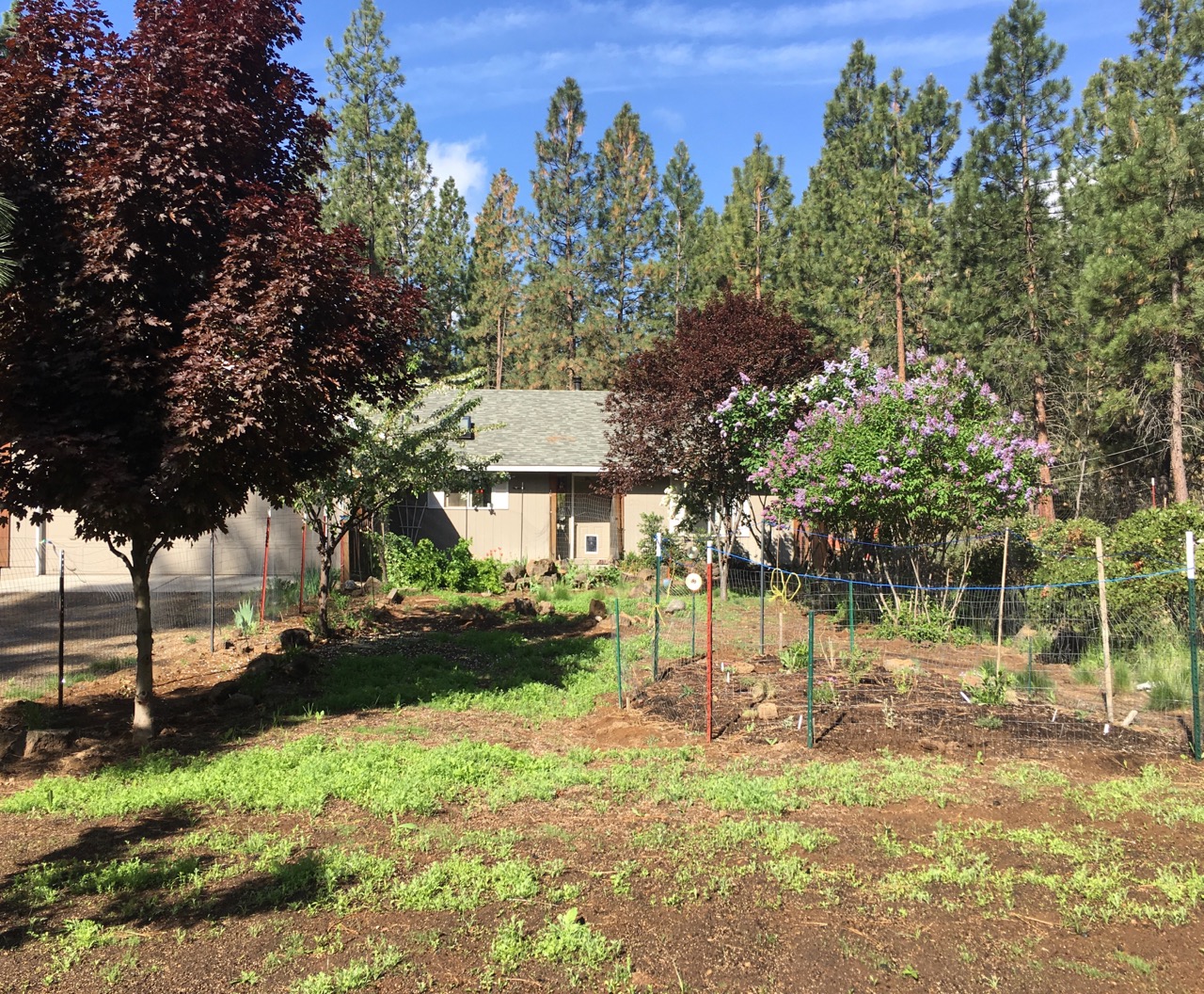 wwhole yard beginnings- horizontal may 2018