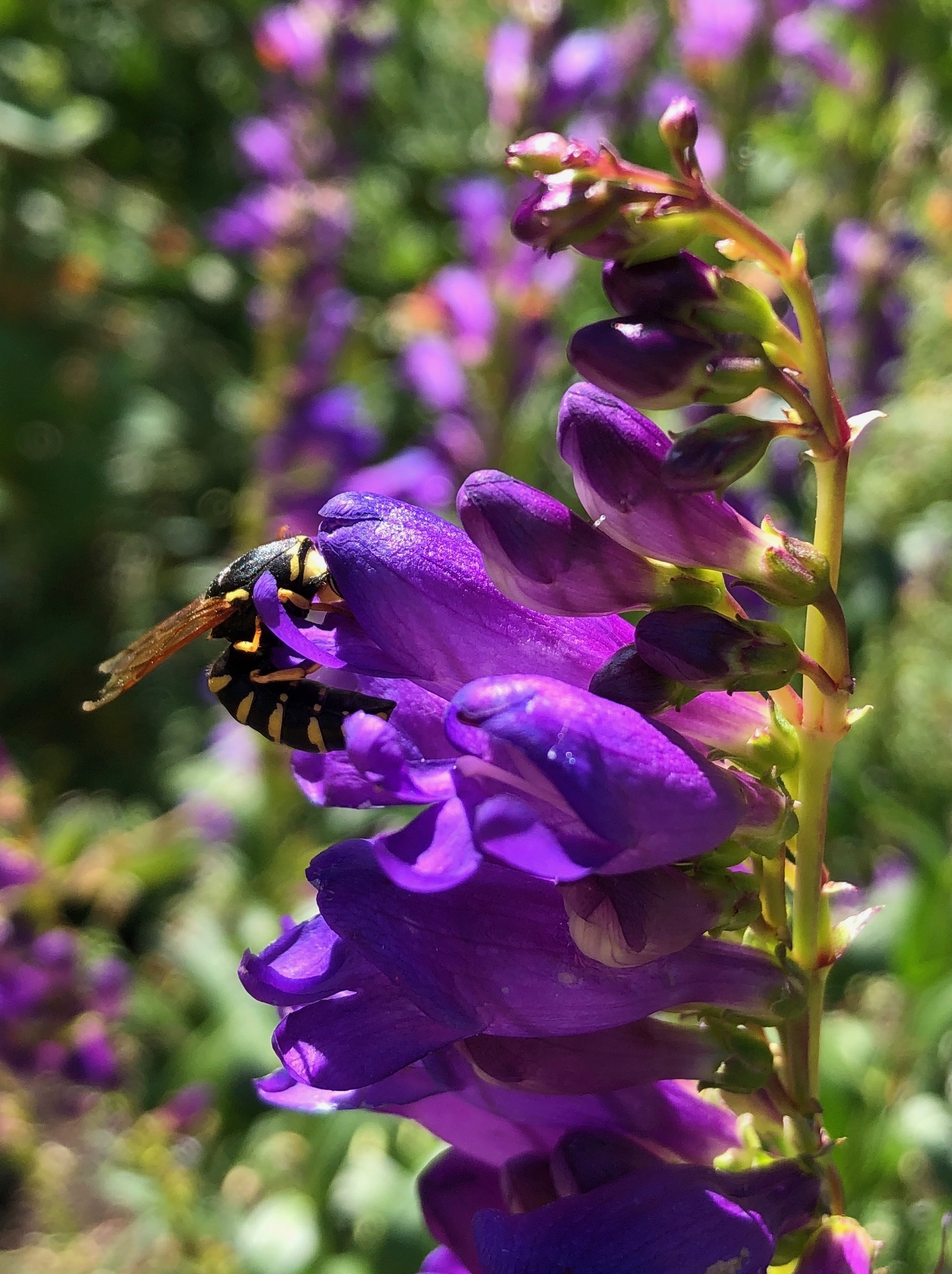 yellow jacket on penstemon july 2019