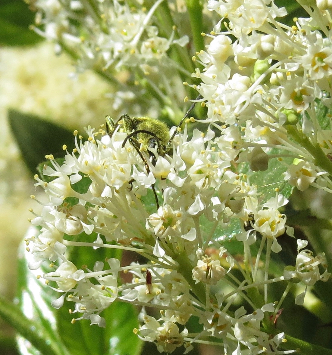 yellow velvet beetle on ceanothus