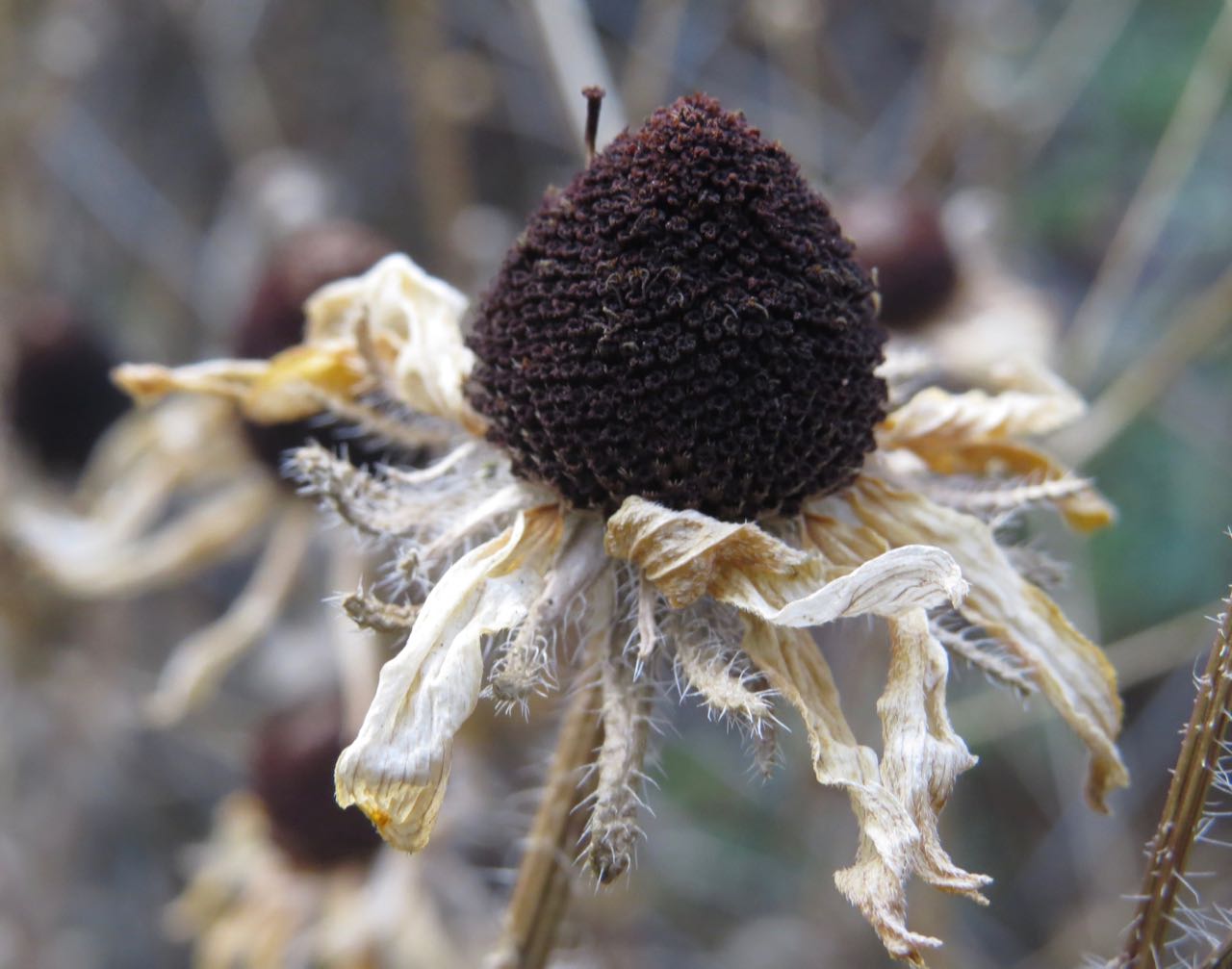 black-eyed susan pods