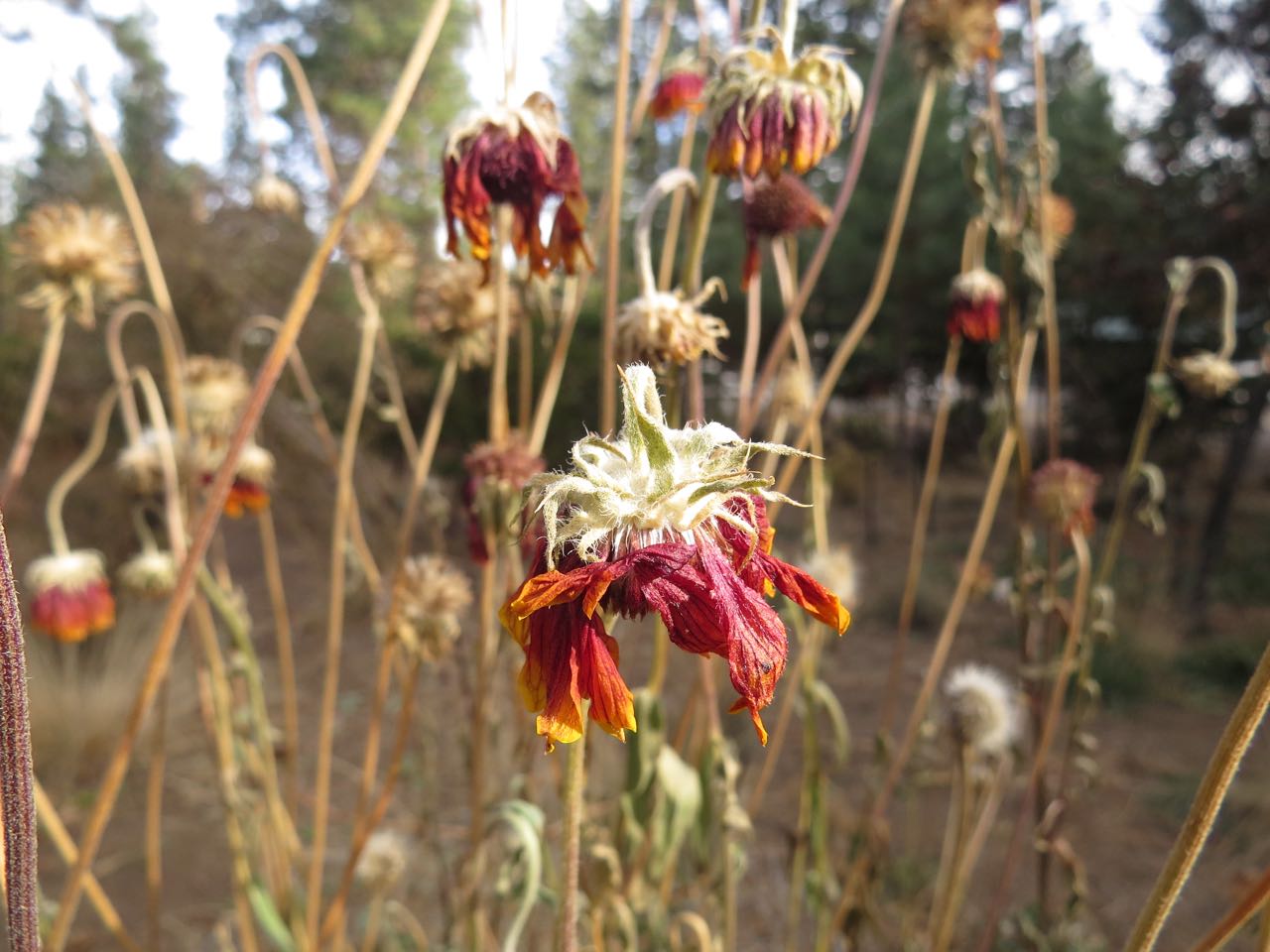 blanketflower petals seeds