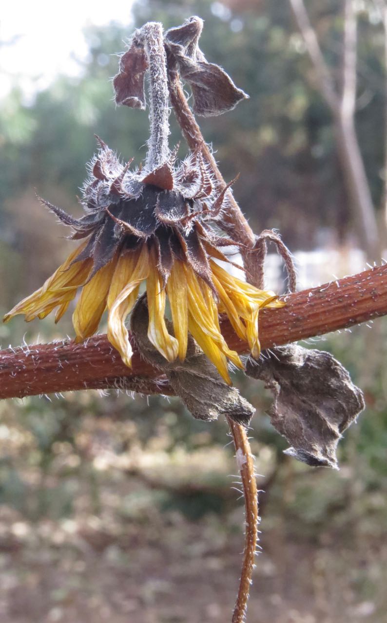 drooping flower seeds