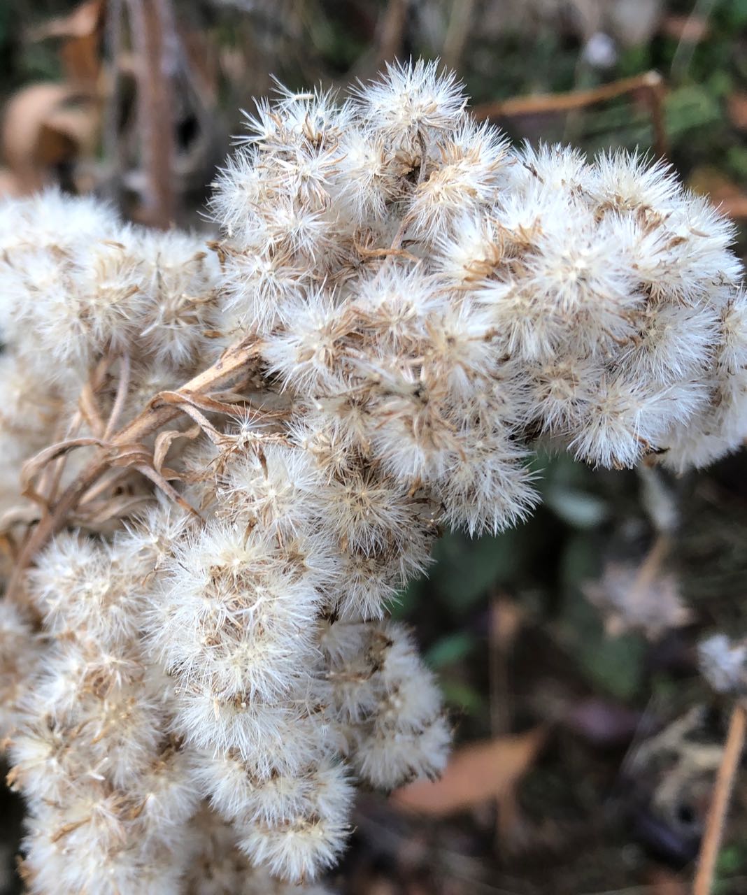goldenrod seedheads