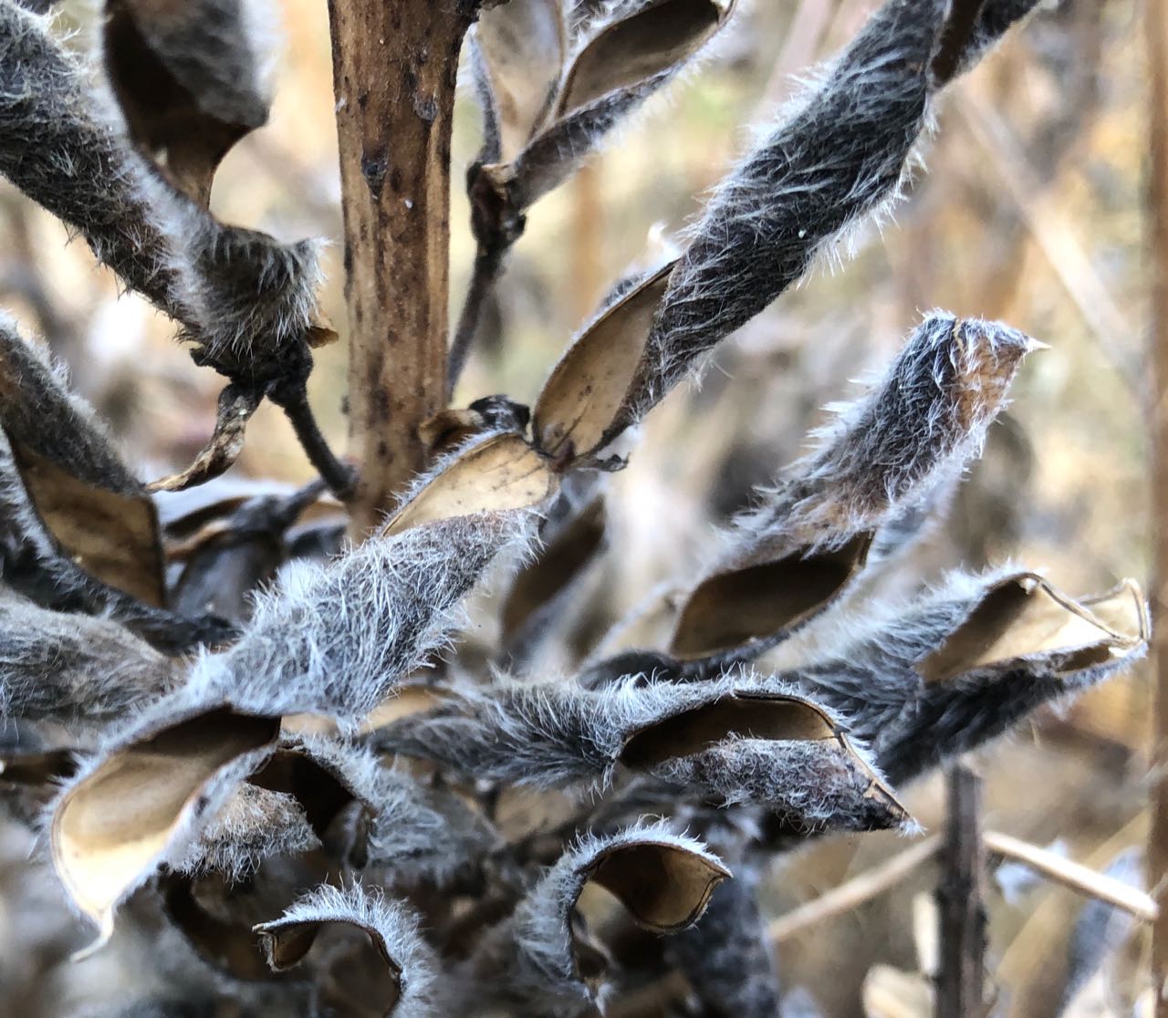 lupine seed pod