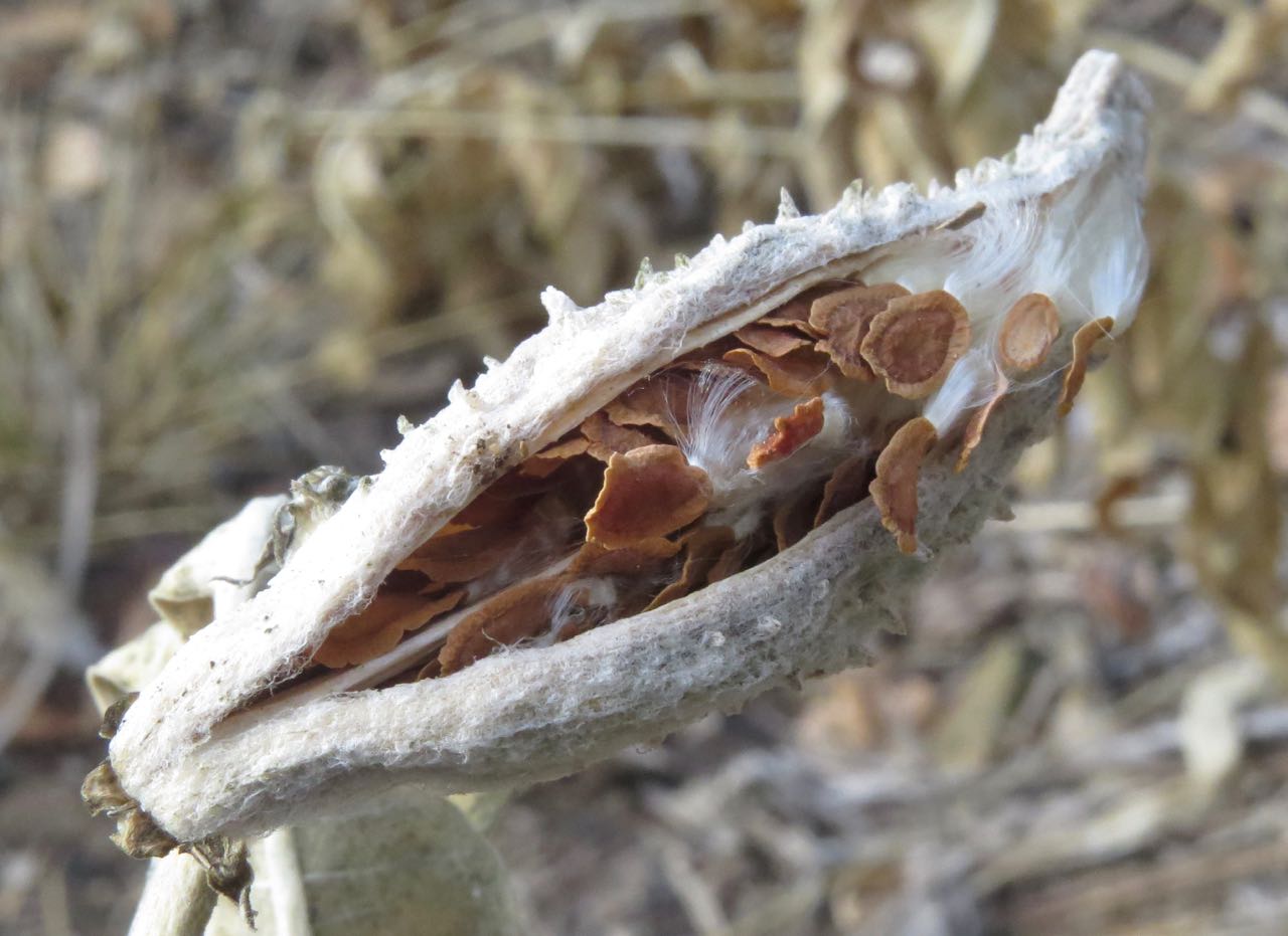 milkweed pod 2