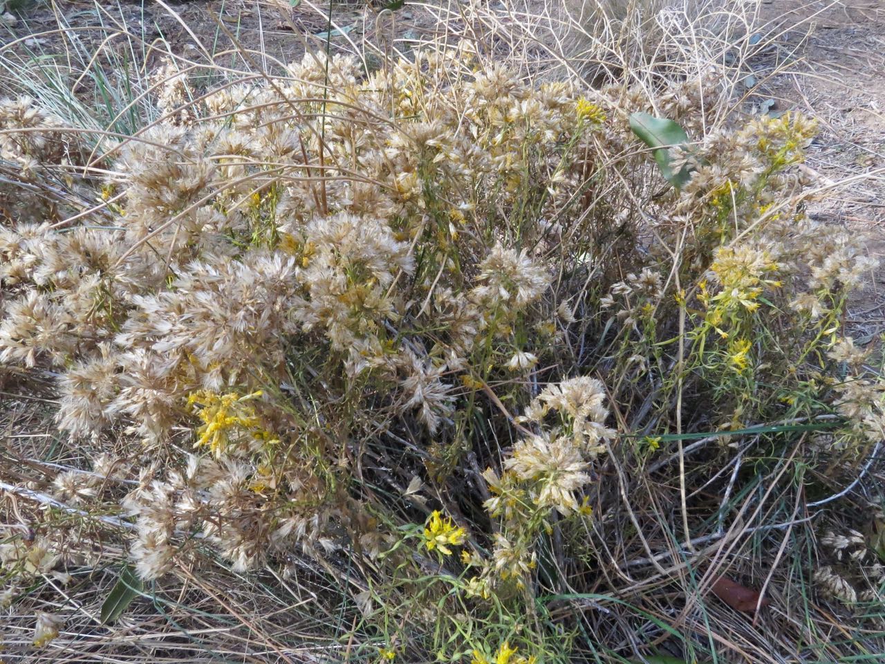 rabbitbrush seedheads
