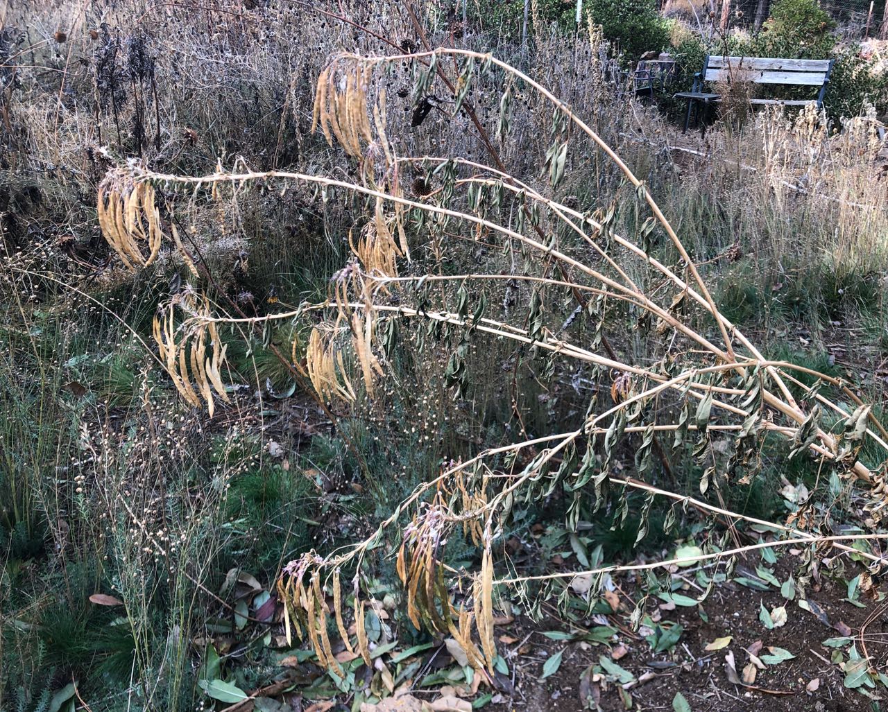 rocky mountain bee plant seed