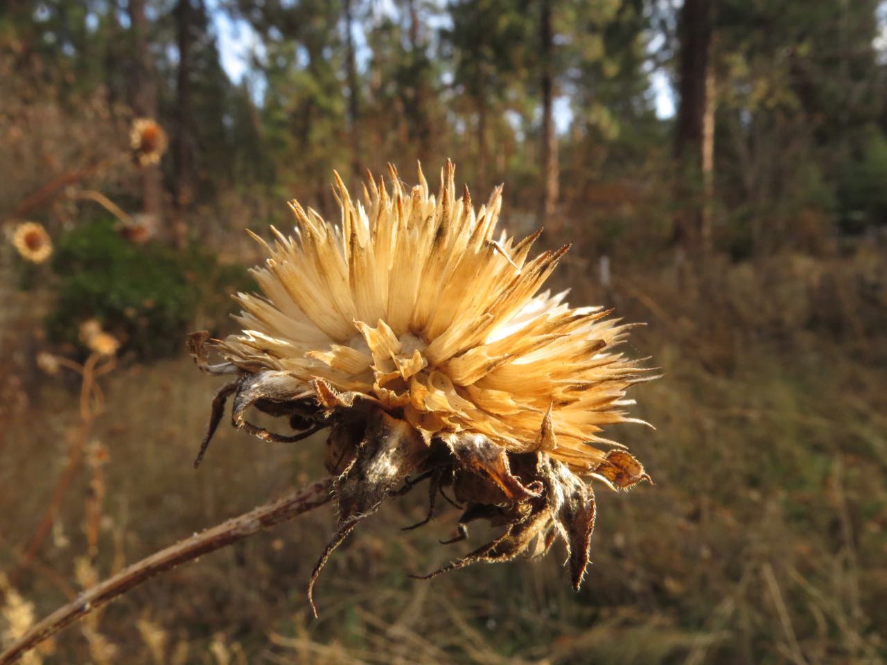 sunflower seedhead in light