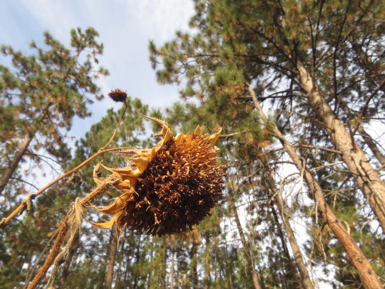 sunflower seedhead with pines