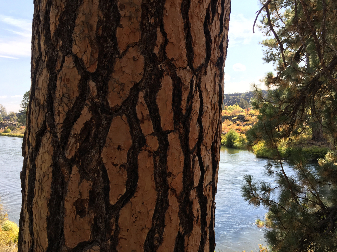 big pine on Deschutes River.jpg