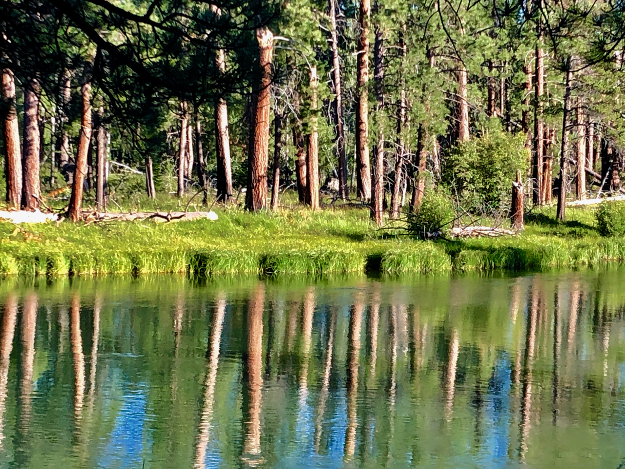 Deschutes pine reflections.jpg
