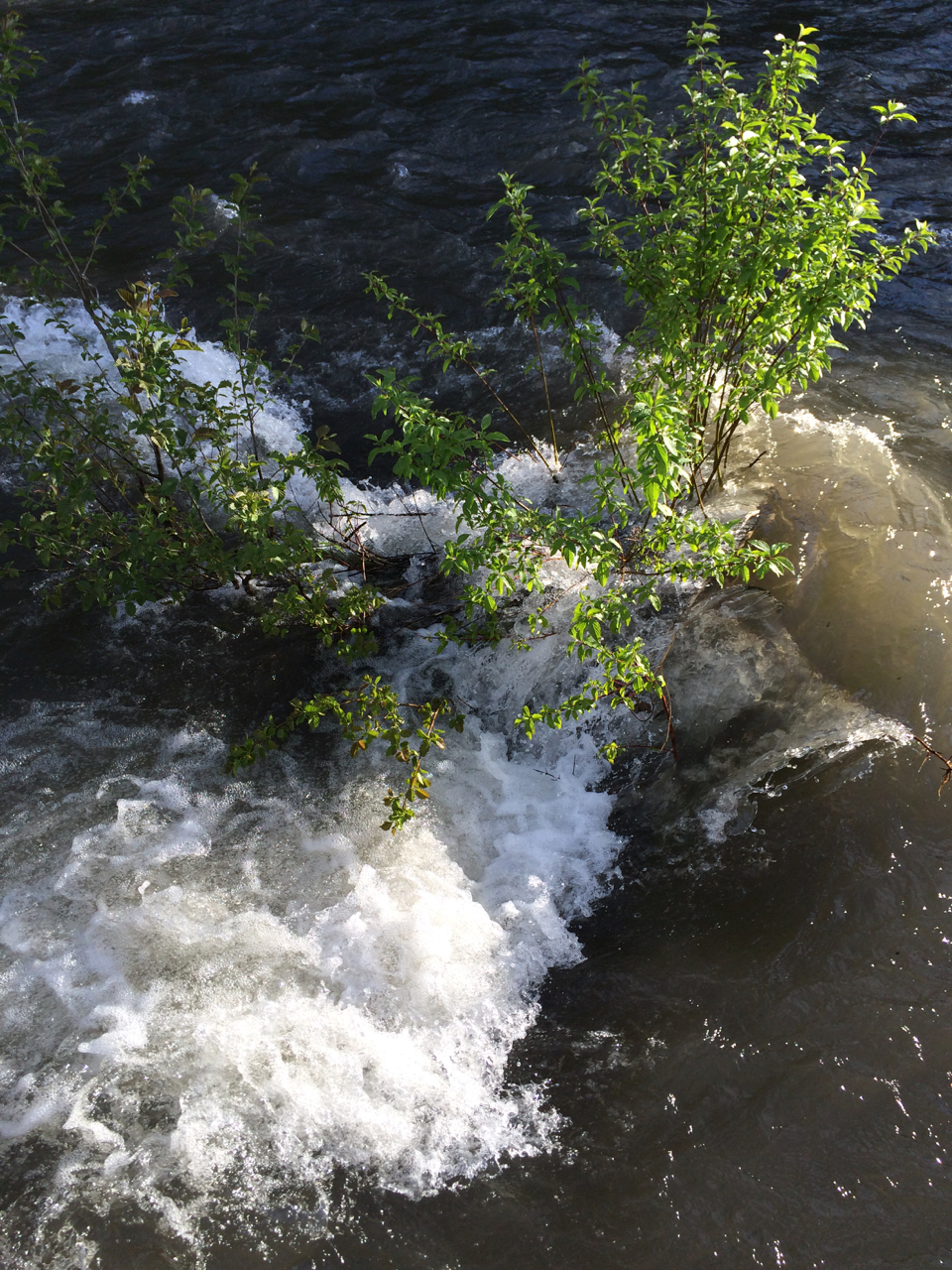 Imnaha -high water.jpg