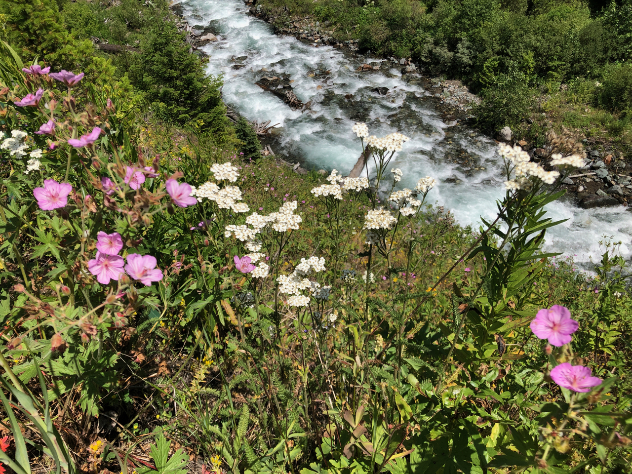 west fork wallowa wildflowers.jpg