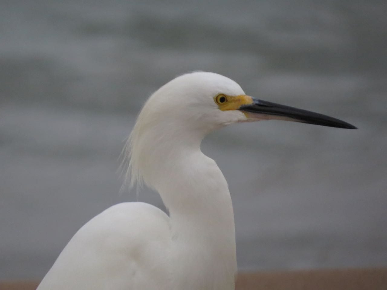 snowy egret head profile