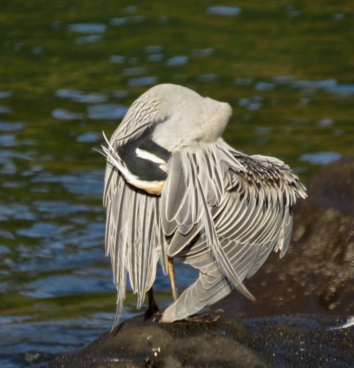 y-c heron preen wingspread 2
