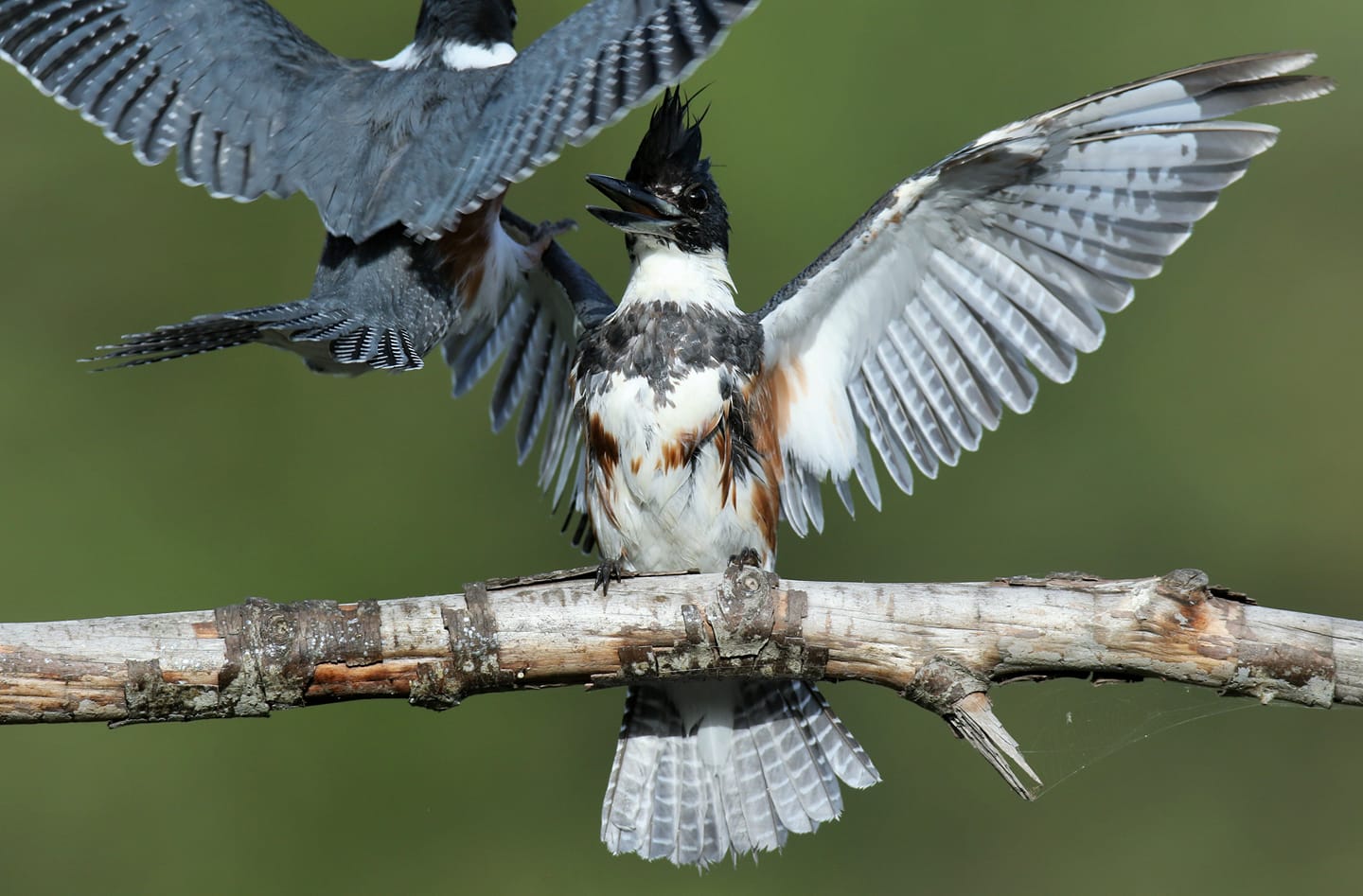 67217374_888801271488674_1798425247762874368_o