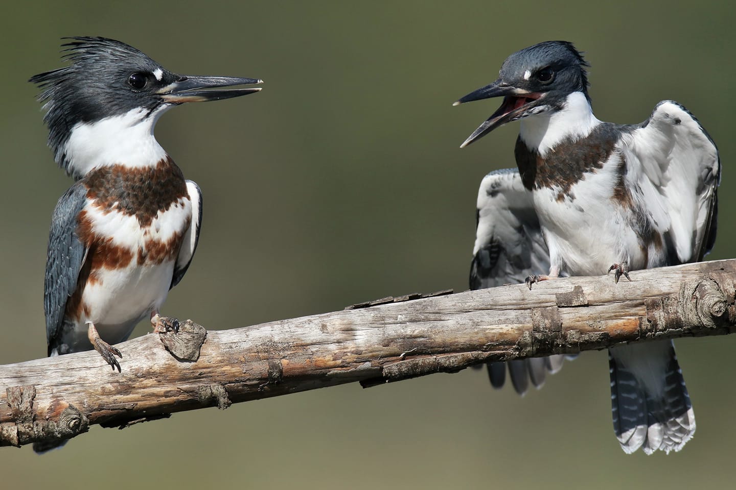 67286537_895996050769196_5586706344091582464_o