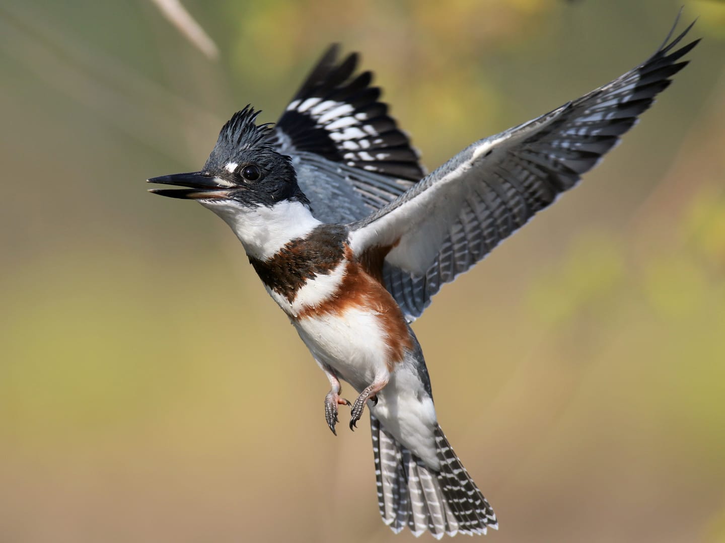 67788796_901380640230737_4882429714406309888_o