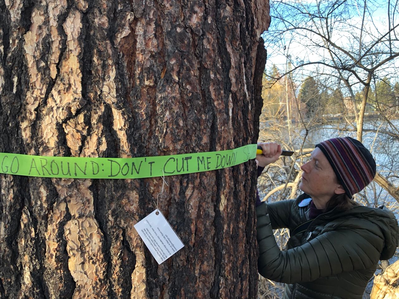 Drake Park tree marking