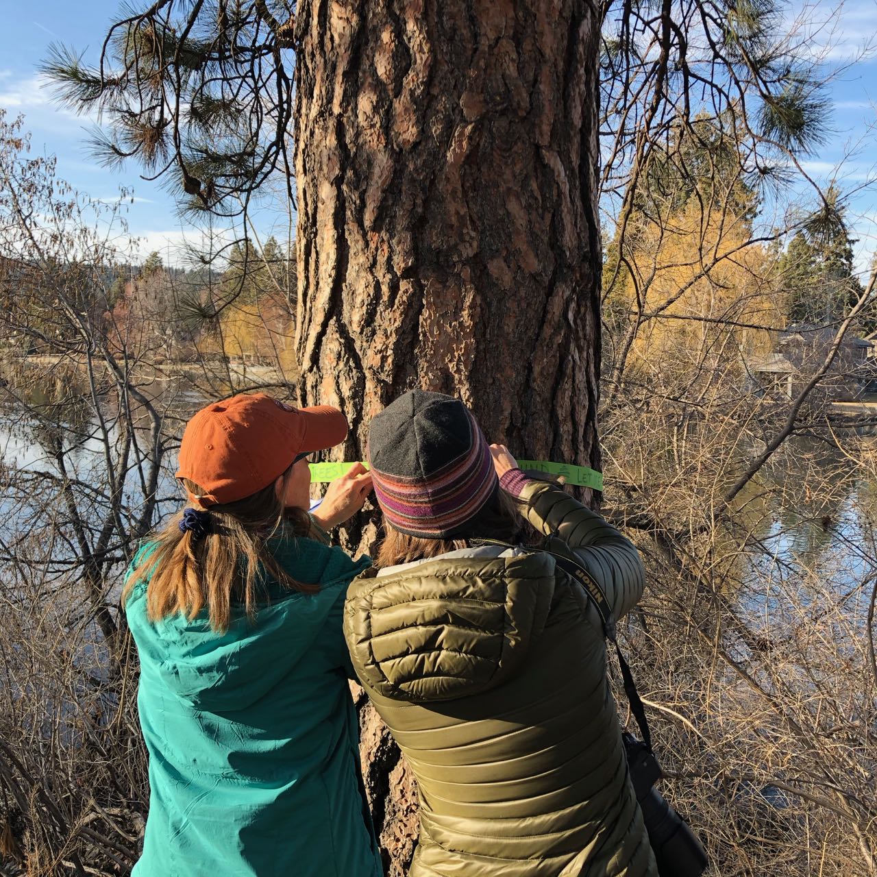 Drake Park tree ribbons 1