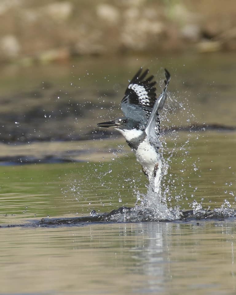 Belted Kingfisher