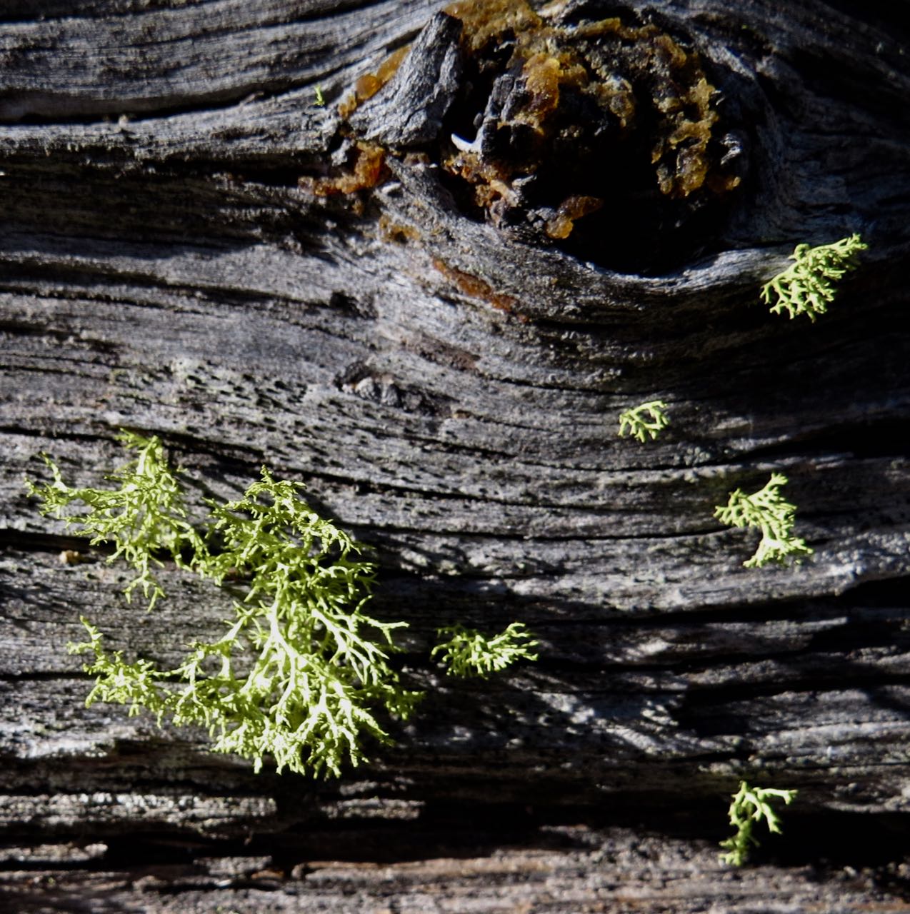 lichen on log