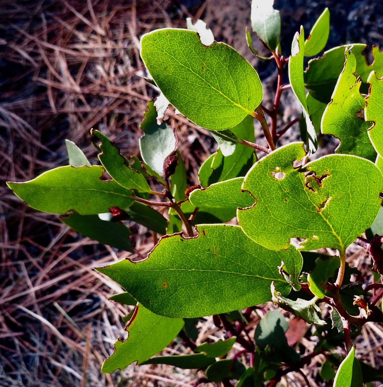 manzanita leaves closeup