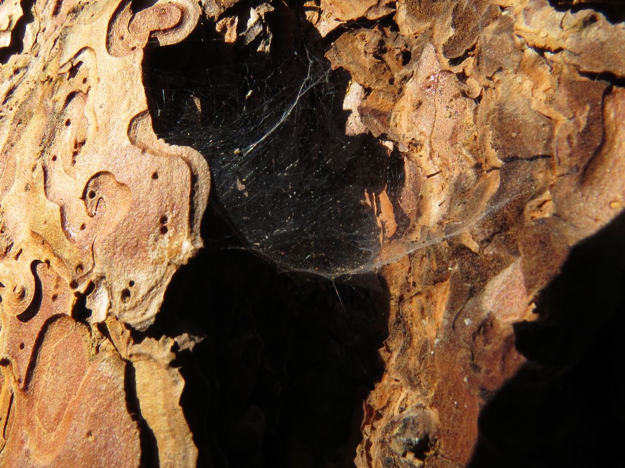 pp bark with spider web