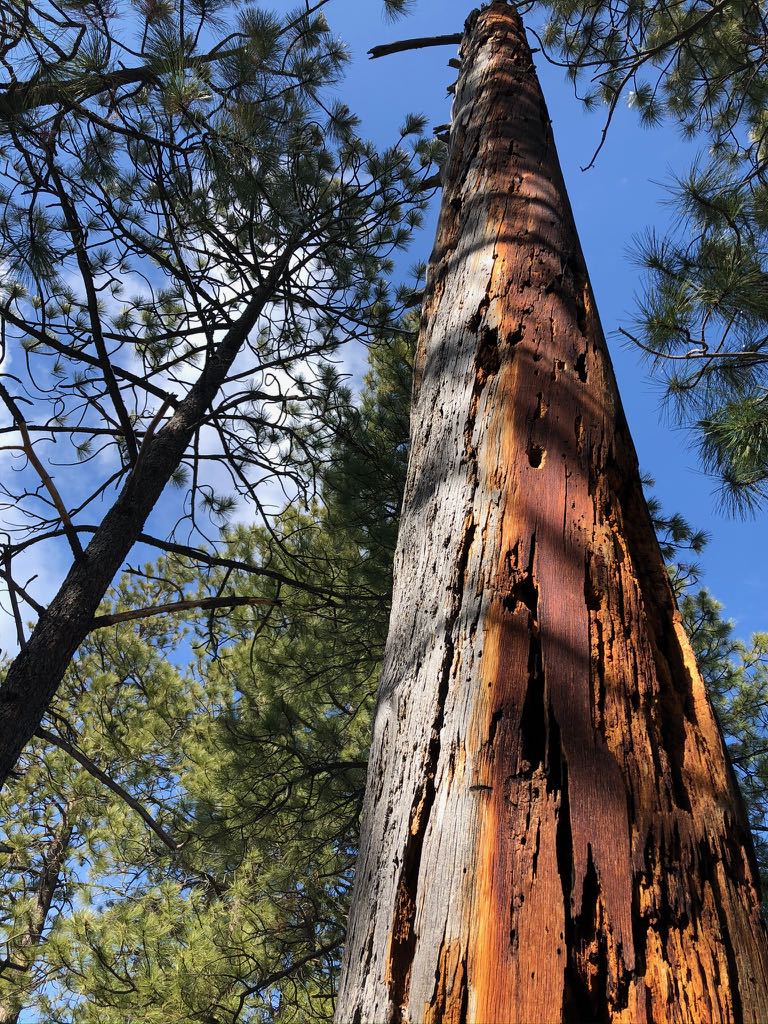 snag towers up--backwoods