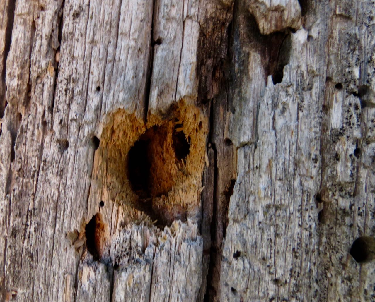woodpecker hole