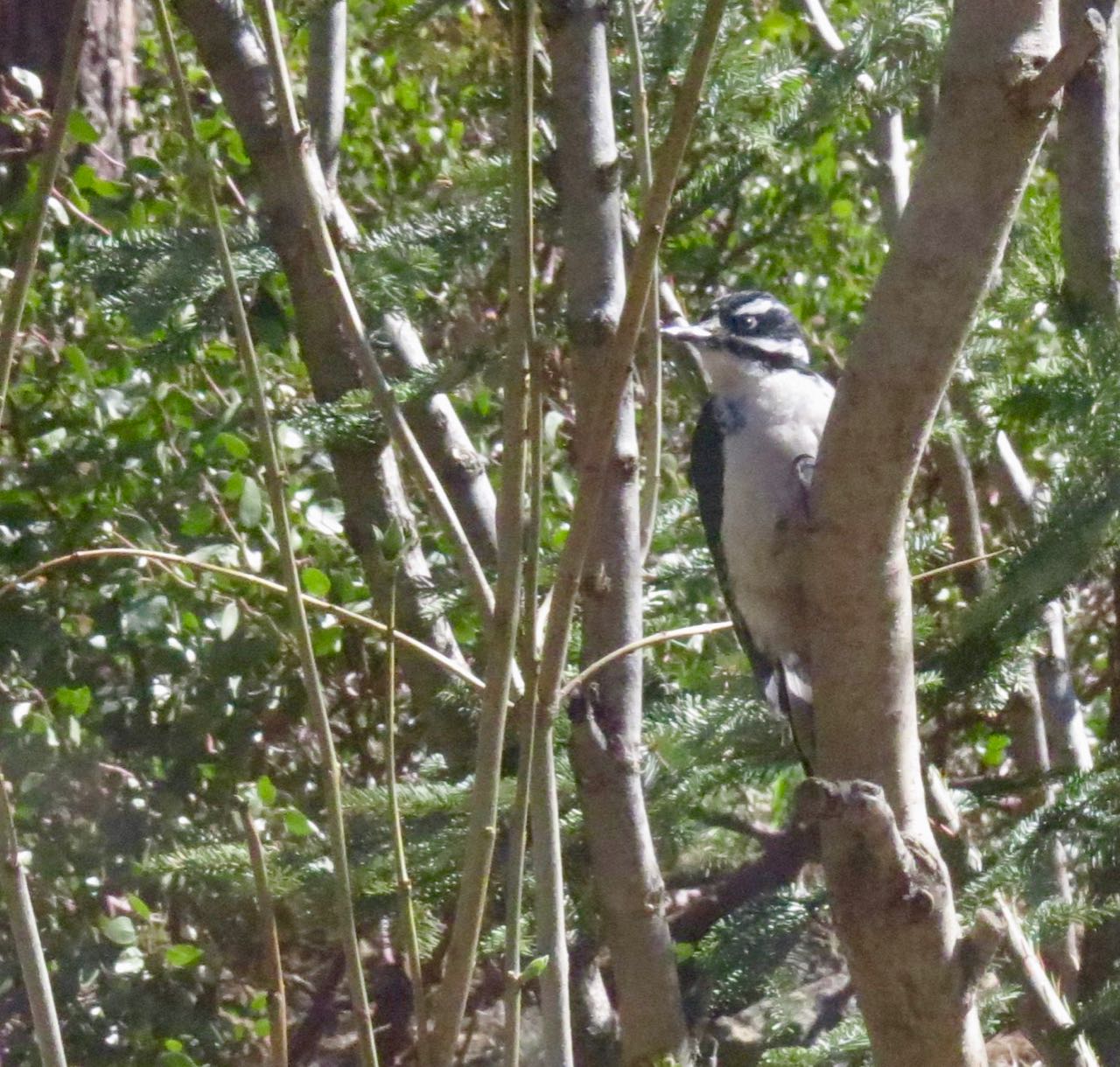 hairy woodpecker