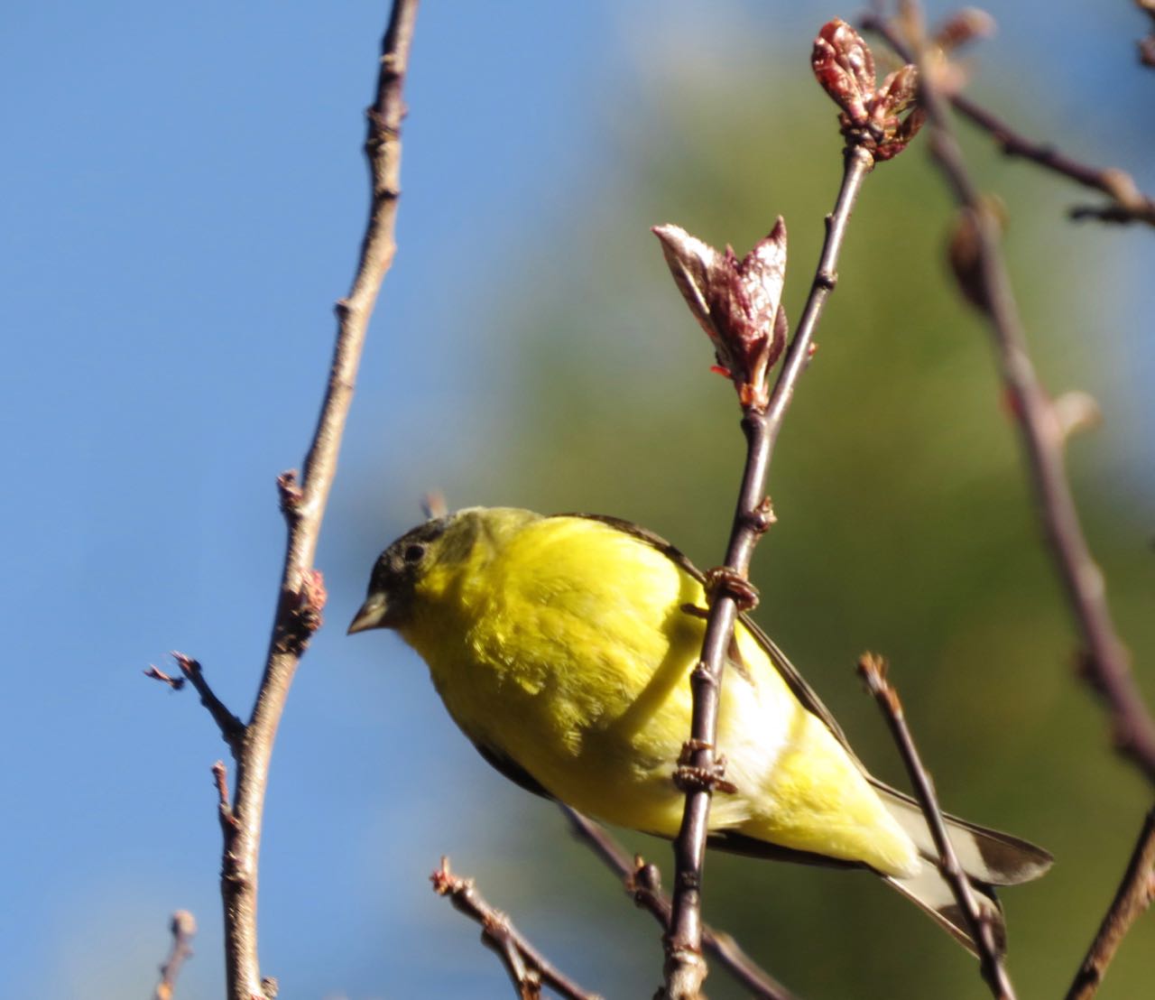 lesser goldfinch
