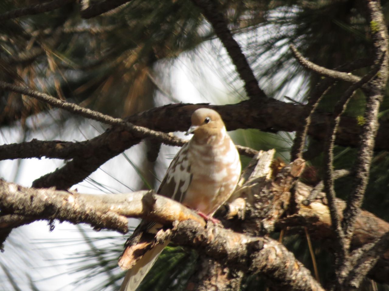 leucistic mourning dove