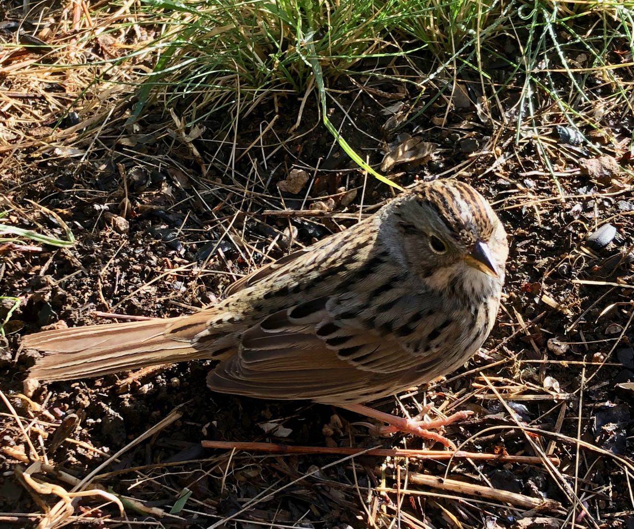 Lincoln's sparrow