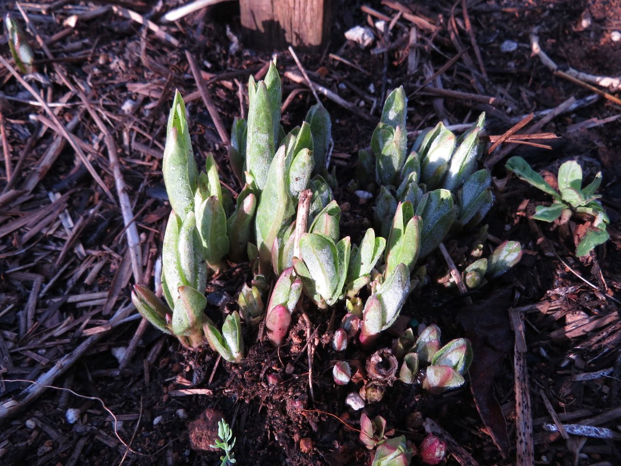 milkweed coming up April