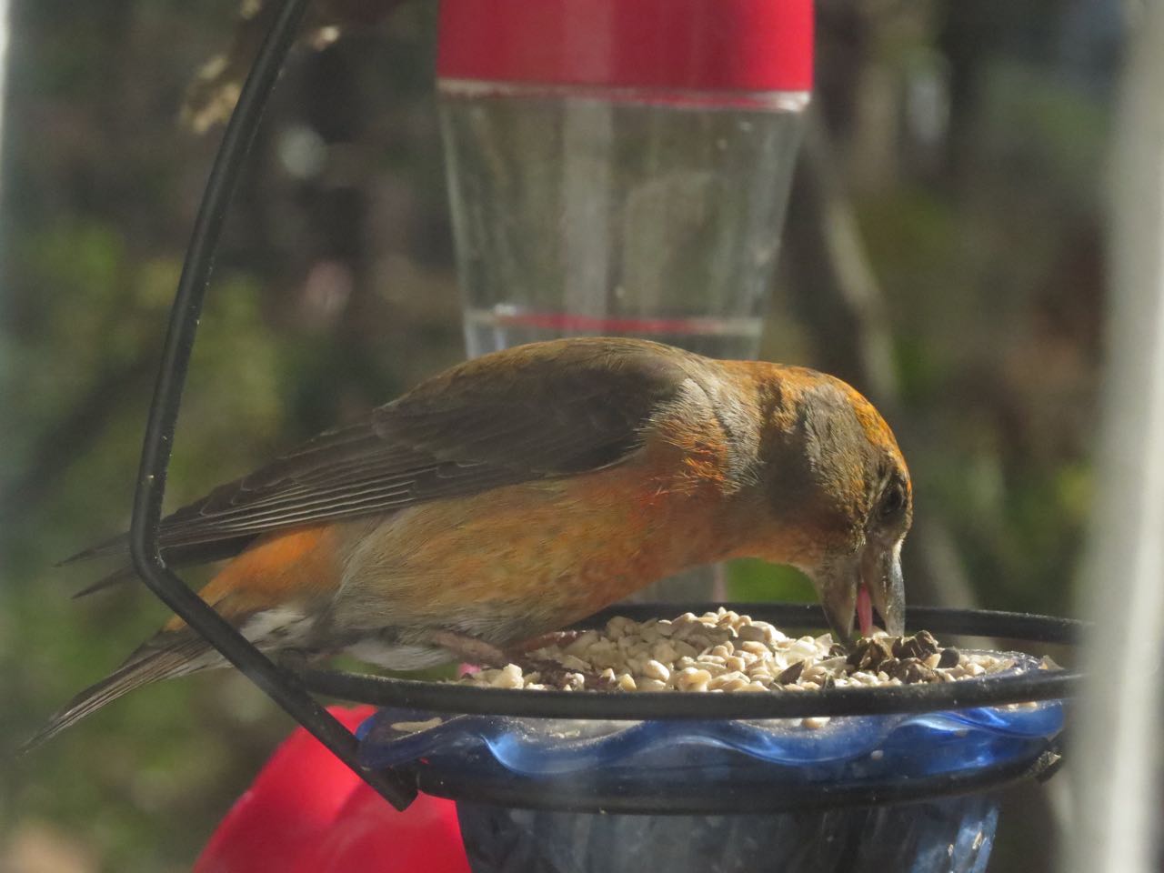 red crossbill with tongue showing