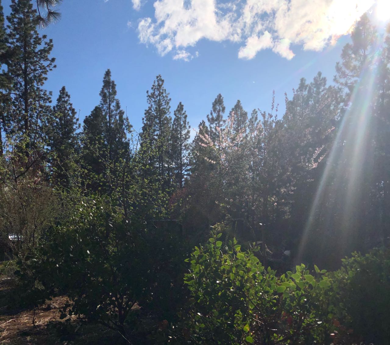 sun beam on yard evening