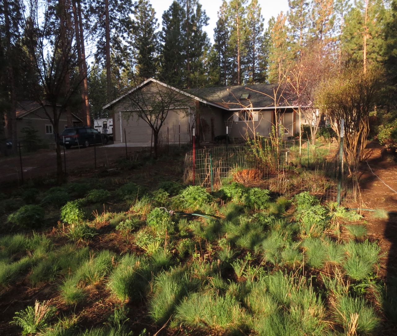 yard in morning light