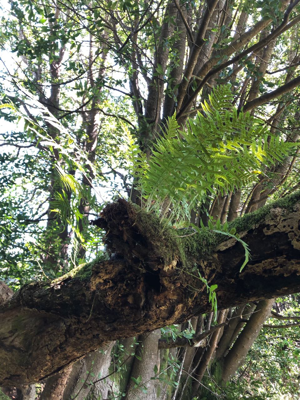ferns on myrtlewood