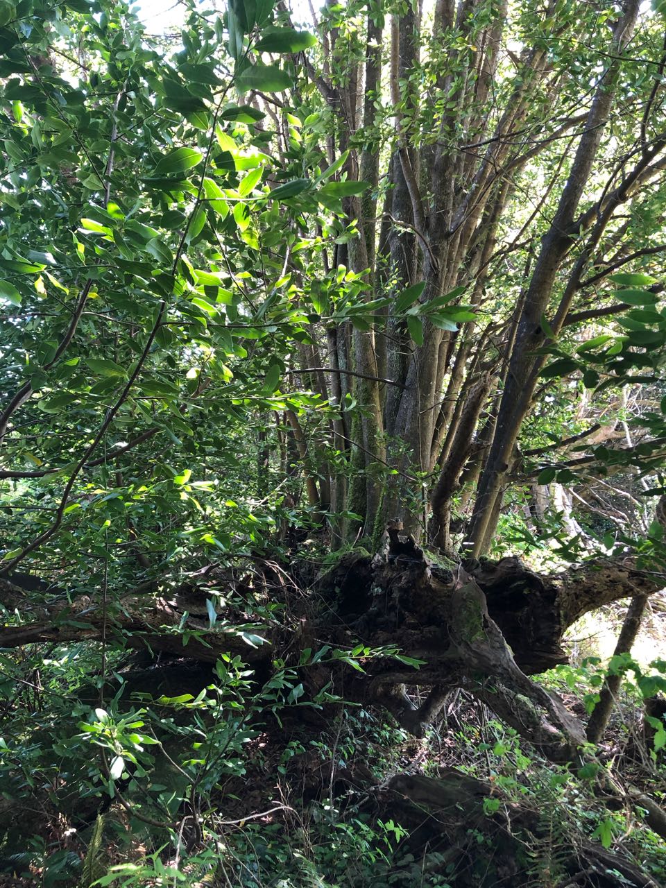 myrtlewood clump growing on nurse log