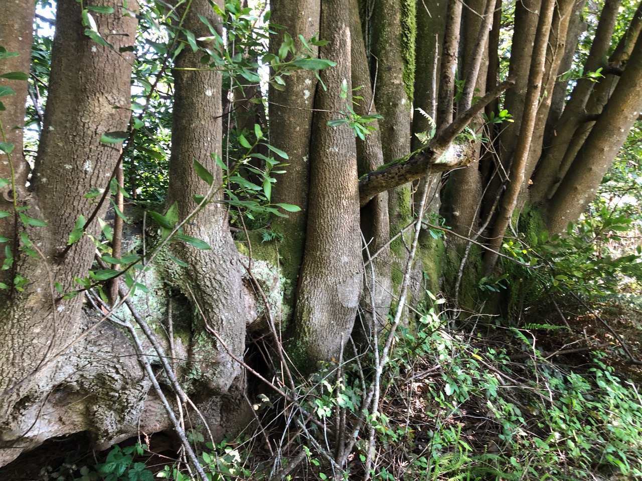 myrtlewood nurse log-2