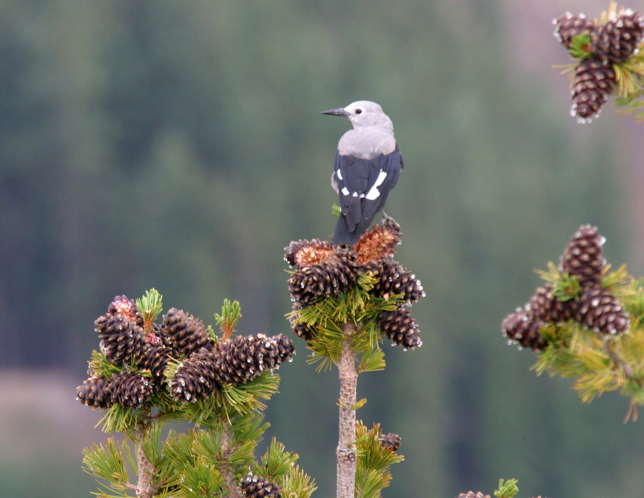 whitebark pine:nutcracker