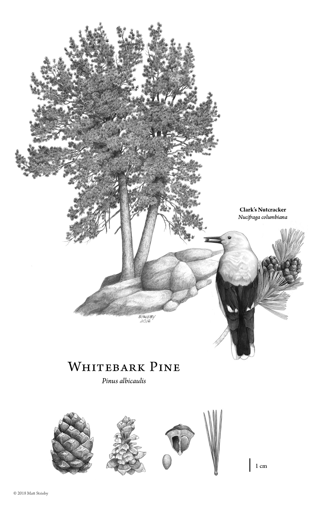 whitebarkpine-illustration